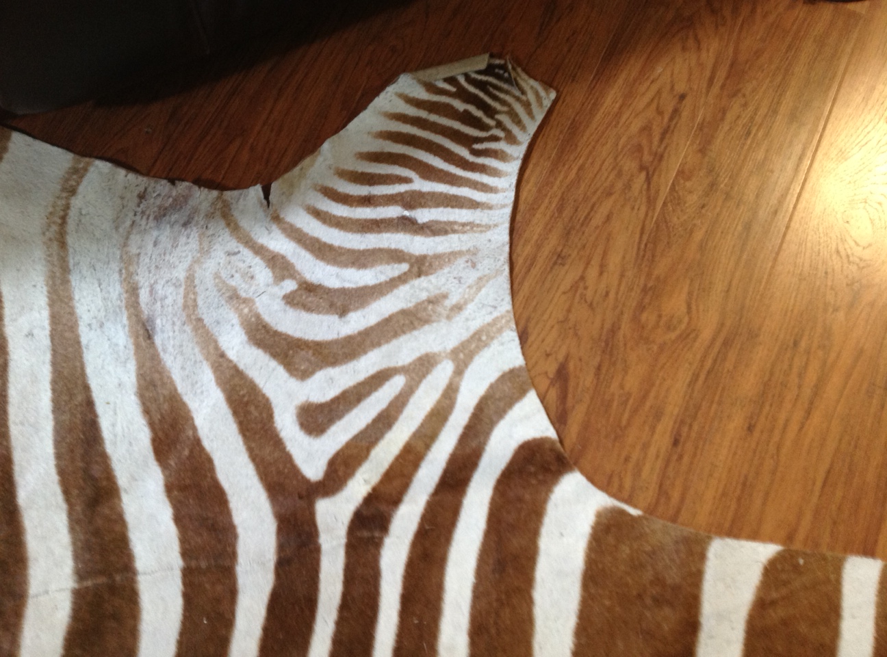 Name:  zebra 4.jpg
Views: 1106
Size:  419.1 KB