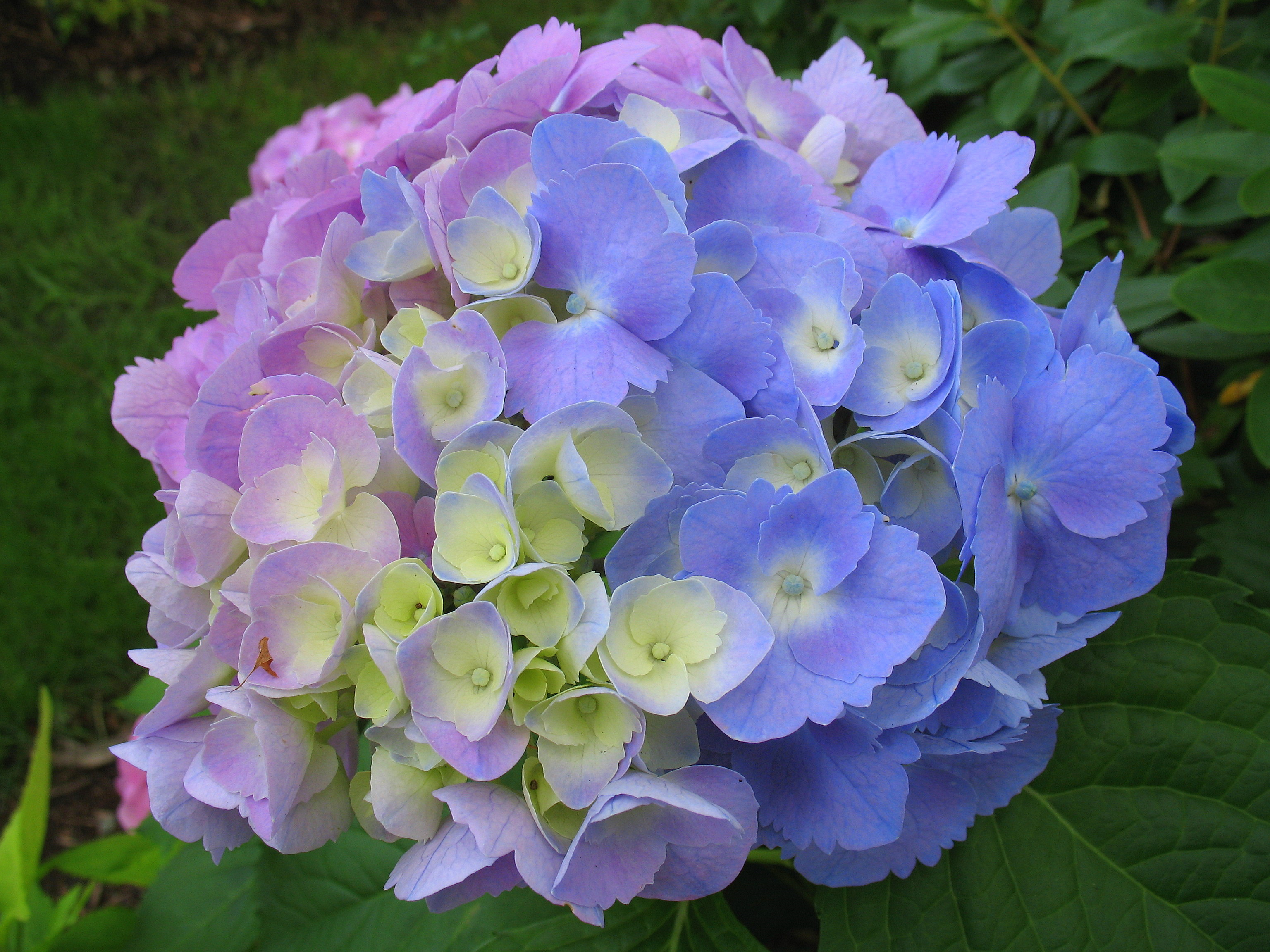 Name:  ColorfulHydrangea.jpg
Views: 3716
Size:  1.27 MB